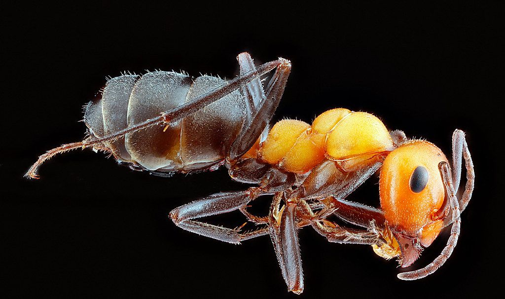 Ant Control service in South Gate, CA