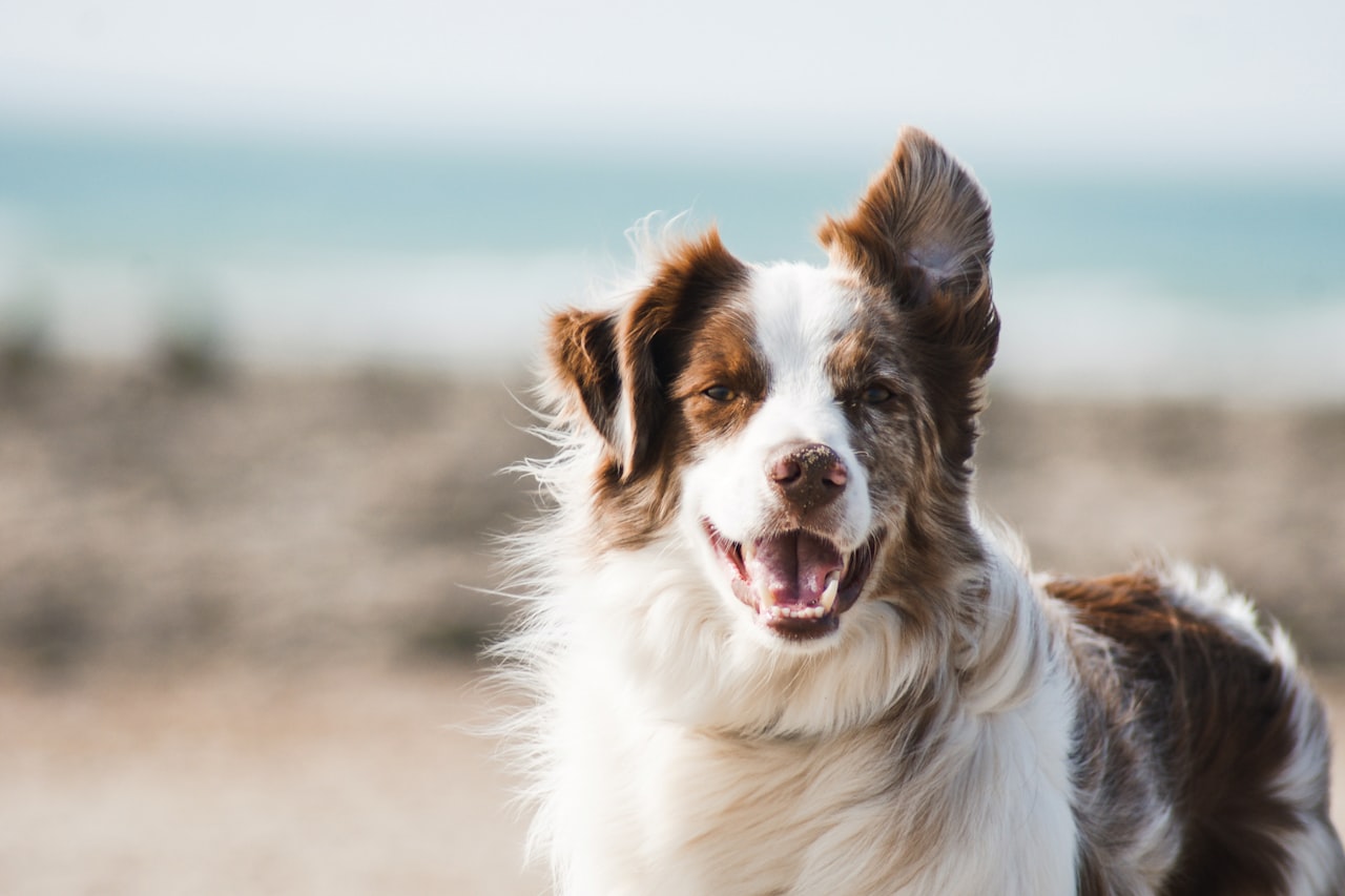 Flea & Tick Control service in South Gate, CA