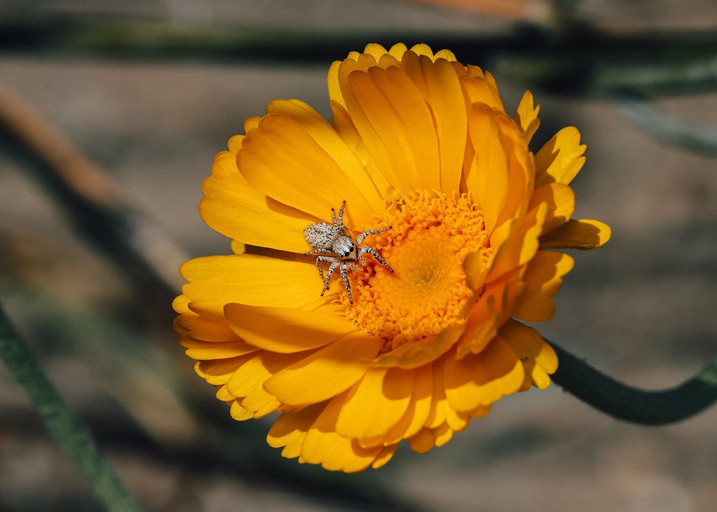 Spider Control service in South Gate, CA